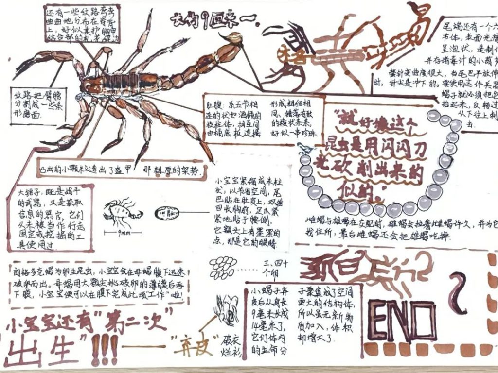 妙笔绘“昆虫” 笔墨播文化丨我校初一语文寒假作业展示
