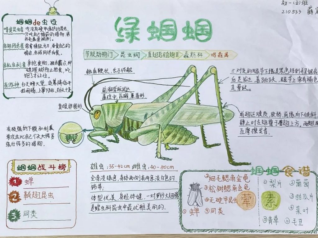 妙笔绘“昆虫” 笔墨播文化丨我校初一语文寒假作业展示